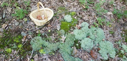 Mushroom Tinctures