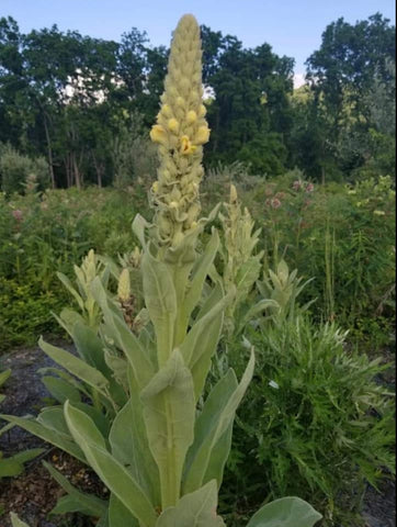 Cold Brew Mullein Tincture 2 oz