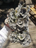 Turkey tail formation 1