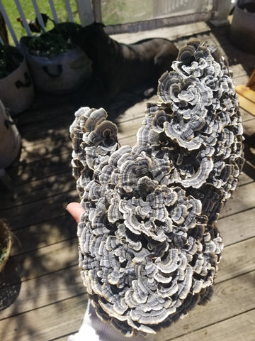 Turkey tail formation 2