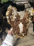 Turkey tail formation 2