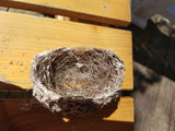 Bird nest 1