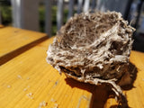 Bird nest 1