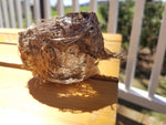 Bird nest 1