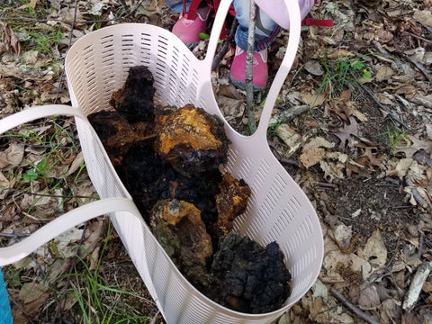 Whole chaga chonks