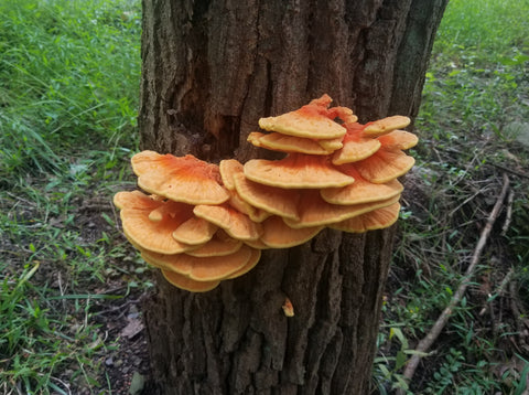 Dried Chicken of the Wood 1 oz.