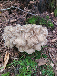 Dried Maitake 1oz