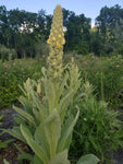 Mullein