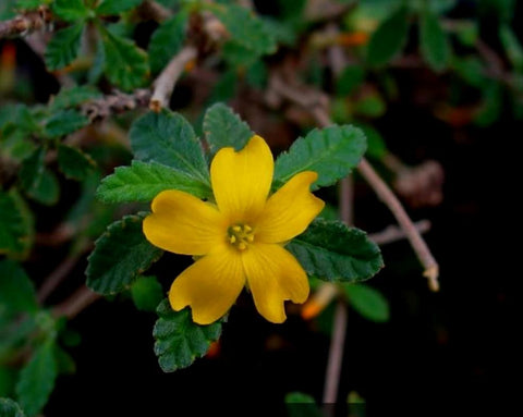 Damiana leaf