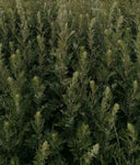 Mugwort