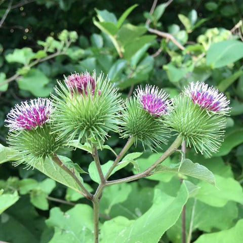 Burdock root