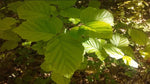 Witch hazel leaves