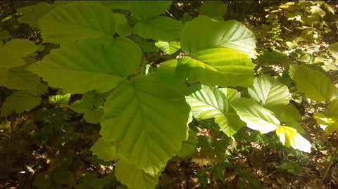 Witch hazel leaves