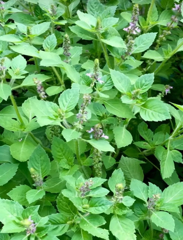 Tulsi / Holy Basil