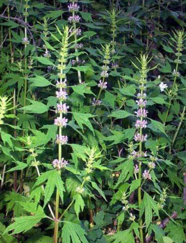 Motherwort