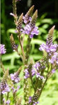 Vervain