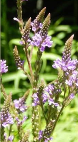 Vervain