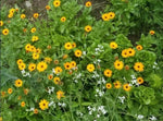 Calendula Flowers